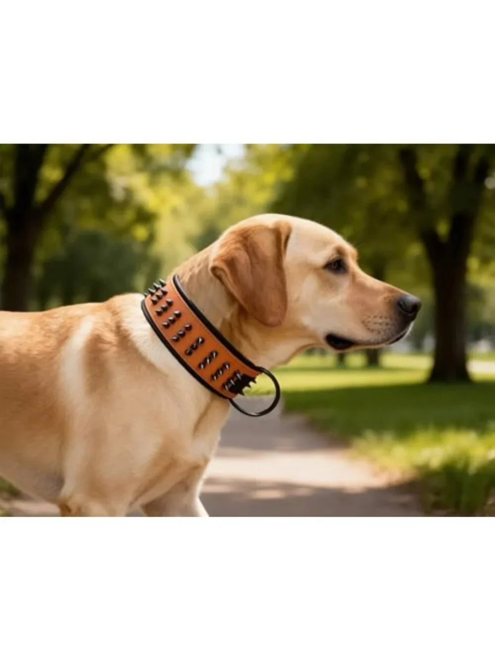 Luxury Padded Orange Spiked Genuine Leather Dog Collar - Stylish & Durable L